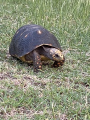 Chelonoidis carbonarius