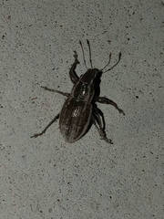 Naupactus leucoloma