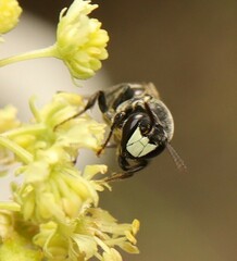 Hylaeus signatus