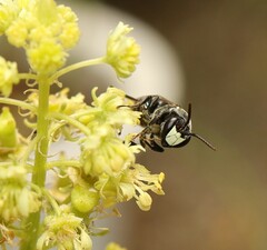 Hylaeus signatus