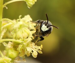 Hylaeus signatus