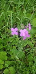 Hesperis matronalis
