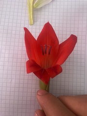 Gladiolus dalenii