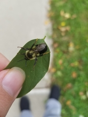 Bombus impatiens