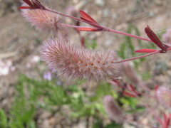 Trifolium arvense