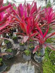 Cordyline fruticosa