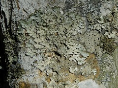 Parmelia sulcata