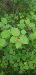 Amelanchier alnifolia