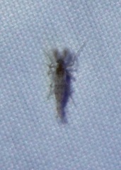 Chaoborus punctipennis