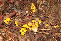 Cudonia spathulata