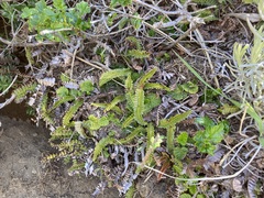Blechnum penna-marina