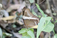 Siproeta epaphus trayja