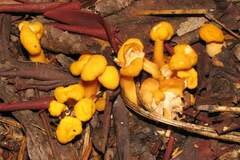 Cudonia spathulata