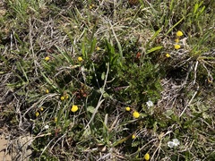 Calceolaria filicaulis