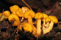Cudonia spathulata
