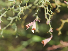 Daviesia flexuosa