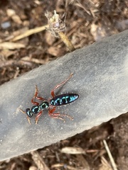 Diamma bicolor