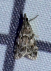 Eudonia heterosalis