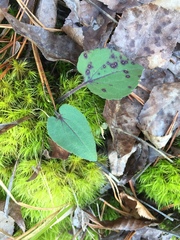 Symphyotrichum undulatum