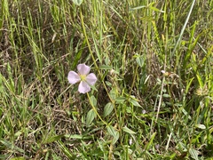 Pterolepis glomerata