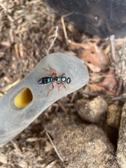 Diamma bicolor