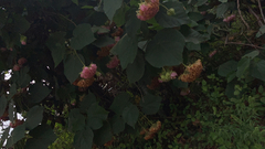 Dombeya wallichii