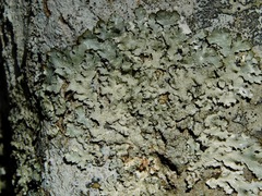 Parmelia sulcata