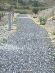 Oryctolagus cuniculus cuniculus