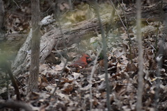 Cardinalis cardinalis