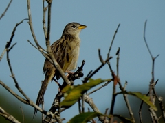 Emberizoides herbicola