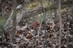 Cardinalis cardinalis
