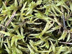 Pleurozium schreberi