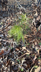 Eupatorium capillifolium