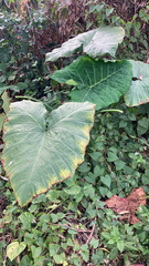 Xanthosoma robustum