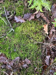 Pleurozium schreberi