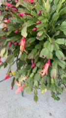 Schlumbergera truncata