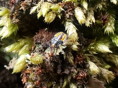 Sinopla perpunctatus