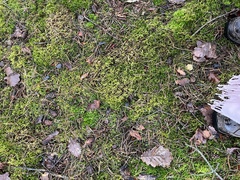 Pleurozium schreberi