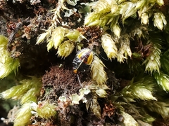 Sinopla perpunctatus
