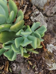 Sedum allantoides