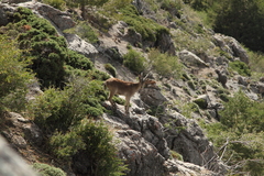 Capra pyrenaica