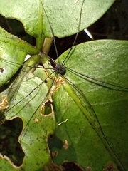 Pantopsalis