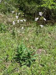 Penstemon laxiflorus