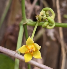 Heterostemma siamicum