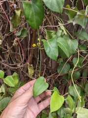 Heterostemma siamicum