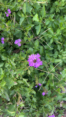 Glandularia canadensis