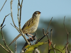 Emberizoides herbicola