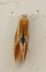 Batia lunaris