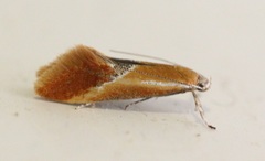 Batia lunaris
