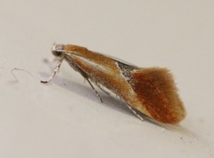 Batia lunaris